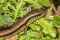 Indian Forest Skink Sphenomorphus indicus