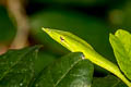 Indochinese Long-nosed Whip Snake Ahaetulla fusca (Indian Vine Snake)