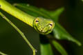 Indochinese Long-nosed Whip Snake Ahaetulla fusca (Indian Vine Snake)