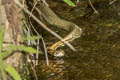 Indochinese Spitting Cobra Naja siamensis