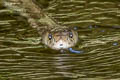 Indochinese Spitting Cobra Naja siamensis