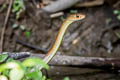 Indochinese Rat Snake Ptyas korros (Javan Rat Snake)