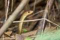 Indochinese Rat Snake Ptyas korros (Javan Rat Snake)