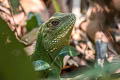 Indochinese Water Dragon Physignathus cocincinus