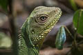 Indochinese Water Dragon Physignathus cocincinus