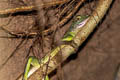 Indochinese Water Dragon Physignathus cocincinus