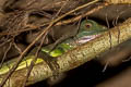 Indochinese Water Dragon Physignathus cocincinus