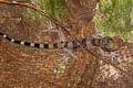 Intermediate Banded Bent-toed Gecko Cyrtodactylus intermedius (Cardamon Mountains Bent-toed Gecko)
