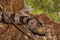 Intermediate Banded Bent-toed Gecko Cyrtodactylus intermedius (Cardamon Mountains Bent-toed Gecko)