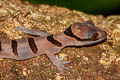 Intermediate Banded Bent-toed Gecko Cyrtodactylus intermedius (Cardamon Mountains Bent-toed Gecko)