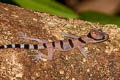 Intermediate Banded Bent-toed Gecko Cyrtodactylus intermedius (Cardamon Mountains Bent-toed Gecko)