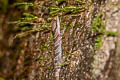 Intermediate Banded Bent-toed Gecko Cyrtodactylus intermedius (Cardamon Mountains Bent-toed Gecko)