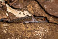 Jarujin's Bent-toed Gecko Cyrtodactylus jarujini