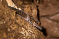 Jarujin's Bent-toed Gecko Cyrtodactylus jarujini