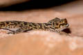 Jarujin's Bent-toed Gecko Cyrtodactylus jarujini