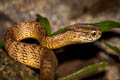 Keeled Slug-eating Snake Pareas carinatus