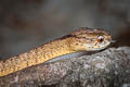 Keeled Slug-eating Snake Pareas carinatus