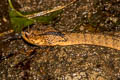 Keeled Slug-eating Snake Pareas carinatus