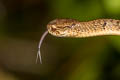 Keeled Slug-eating Snake Pareas carinatus