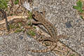 Khlong Lan Dwarf Gecko Hemiphyllodactylus khlonglanensis