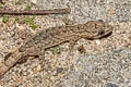 Khlong Lan Dwarf Gecko Hemiphyllodactylus khlonglanensis
