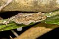 Kuhl's Parachute Gecko Ptychozoon kuhli