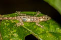 Lan Saka Day Gecko Cnemaspis lineatubercularis