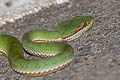 Lanna Green Pit Viper Trimeresurus lanna