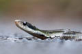 Large-eyed Bamboo Snake Pseudoxenodon macrops (Large-eyed False Cobra)