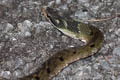 Large-eyed Bamboo Snake Pseudoxenodon macrops (Large-eyed False Cobra)