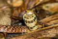 Large-eyed Bamboo Snake Pseudoxenodon macrops (Large-eyed False Cobra)