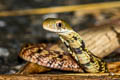 Large-eyed Bamboo Snake Pseudoxenodon macrops (Large-eyed False Cobra)