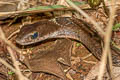 Large-eyed Bamboo Snake Pseudoxenodon macrops (Large-eyed False Cobra)