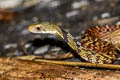 Large-eyed Bamboo Snake Pseudoxenodon macrops (Large-eyed False Cobra)