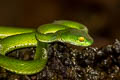 Large-eyed Pit Viper Trimeresurus macrops