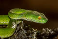 Large-eyed Pit Viper Trimeresurus macrops