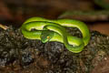 Large-eyed Pit Viper Trimeresurus macrops