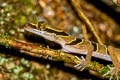 Lekagul's Bent-toed Gecko Cyrtodactylus lekaguli (Beautiful Bent-toed Gecko)