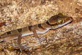 Lekagul's Bent-toed Gecko Cyrtodactylus lekaguli (Beautiful Bent-toed Gecko)