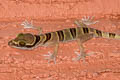 Lekagul's Bent-toed Gecko Cyrtodactylus lekaguli (Beautiful Bent-toed Gecko)