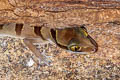 Lekagul's Bent-toed Gecko Cyrtodactylus lekaguli (Beautiful Bent-toed Gecko)