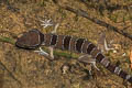 Lekagul's Bent-toed Gecko Cyrtodactylus lekaguli (Beautiful Bent-toed Gecko)