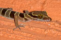 Lekagul's Bent-toed Gecko Cyrtodactylus lekaguli (Beautiful Bent-toed Gecko)