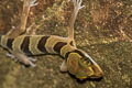 Lekagul's Bent-toed Gecko Cyrtodactylus lekaguli (Beautiful Bent-toed Gecko)