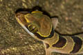 Lekagul's Bent-toed Gecko Cyrtodactylus lekaguli (Beautiful Bent-toed Gecko)