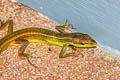 Long-tailed Lizard Takydromus sexlineatus (Long-tailed Grass Lizard)