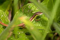 Long-tailed Lizard Takydromus sexlineatus (Long-tailed Grass Lizard)