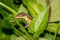 Long-tailed Lizard Takydromus sexlineatus (Long-tailed Grass Lizard)