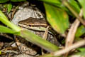 Long-tailed Lizard Takydromus sexlineatus (Long-tailed Grass Lizard)