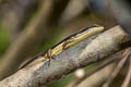 Long-tailed Sun Skink Eutropis longicaudata 